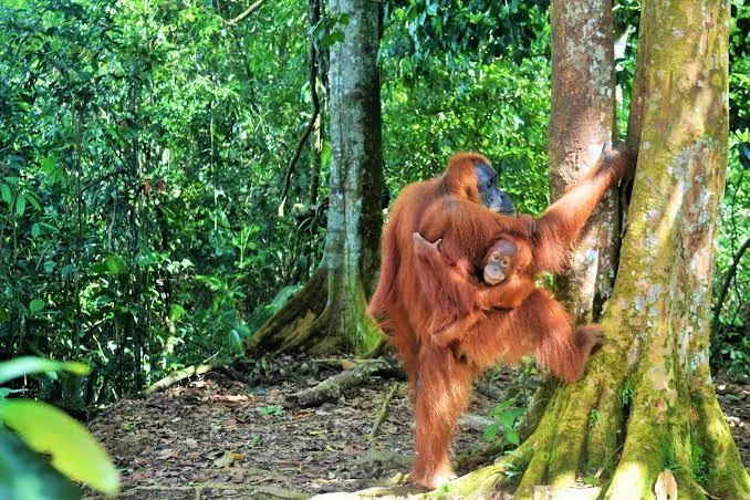 Bukit Lawang – Dschungeltrekking und Orang-Utans – Eindruck aus der Reiseregion