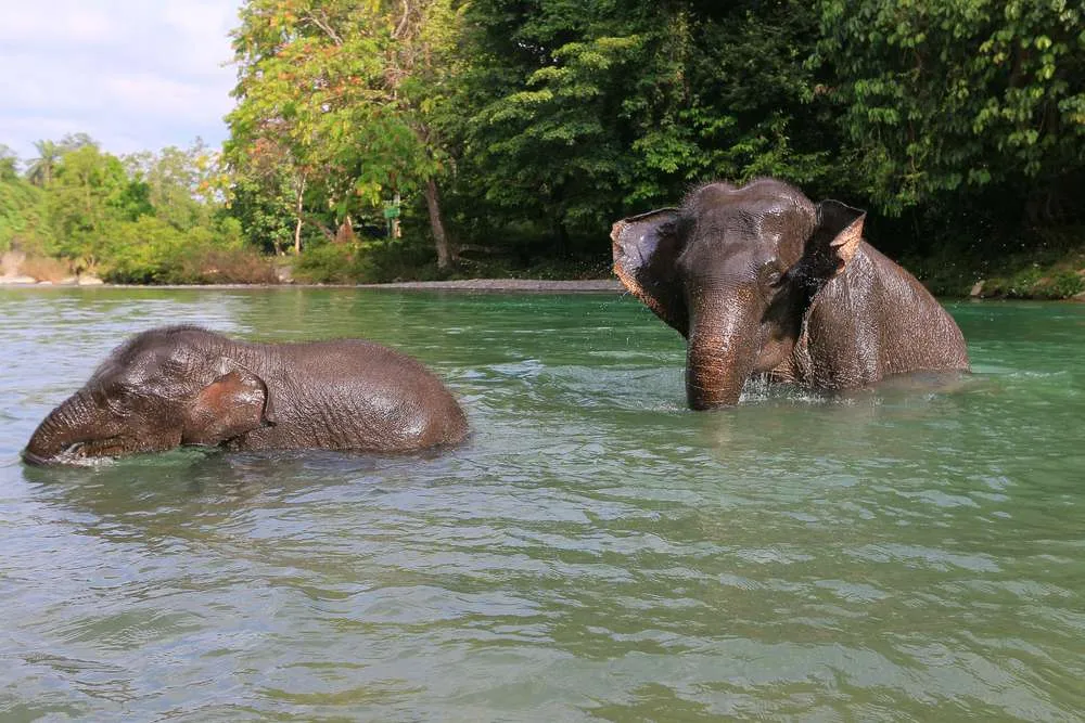 Ein ausgewachsener Sumatra-Elefant und ein Jungtier baden im grünen Flusswasser von Tangkahan