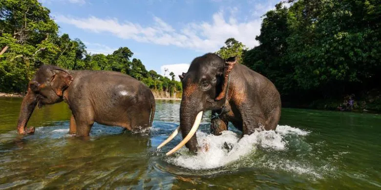 Zwei Sumatra-Elefanten baden im Fluss von Tangkahan, einer davon mit langen Stoßzähnen
